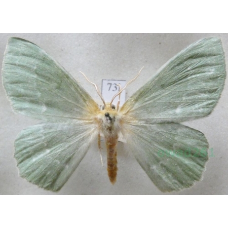 Geometra papilionaria (Linnaeus, 1758) Miernik zieleniak Czech73l